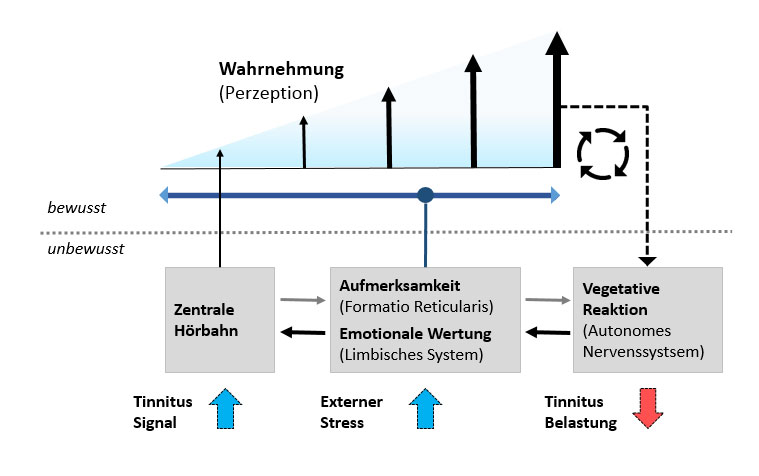 Neurophysiologisches Modell